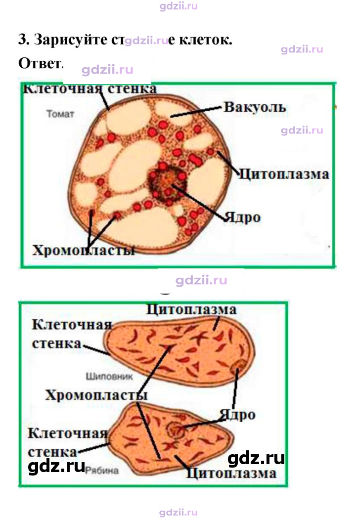 Скан решения номера 18