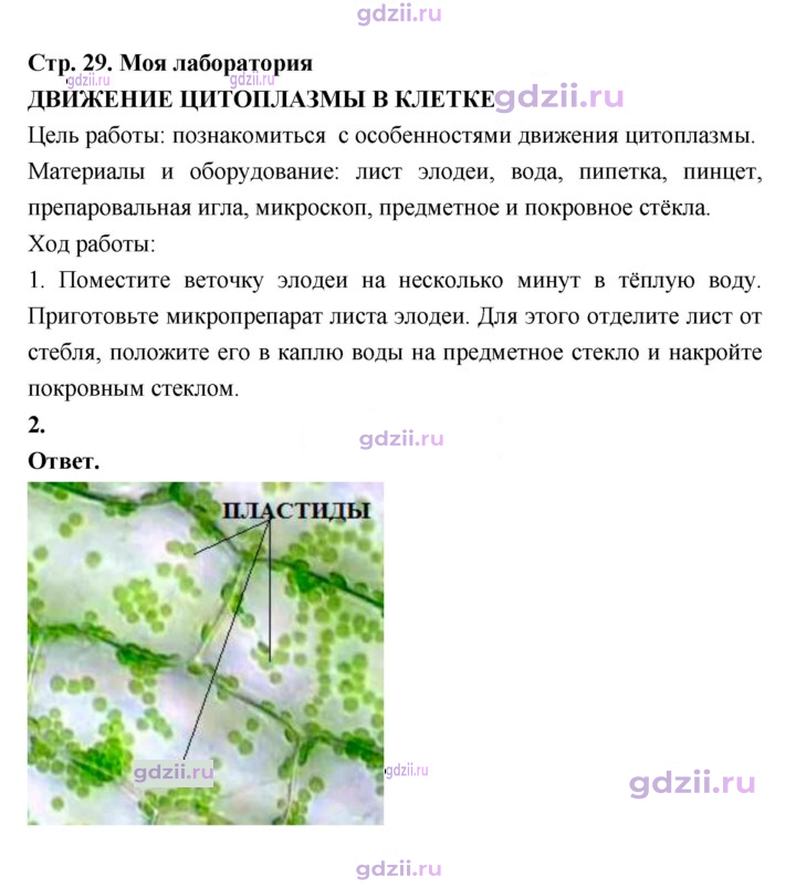 Скан решения номера 29