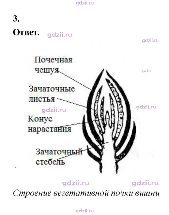 Скан решения номера 55