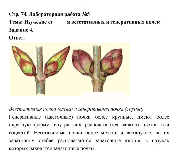 Скан решения номера 74