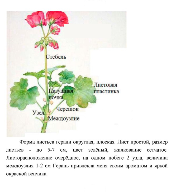 Скан решения номера 85