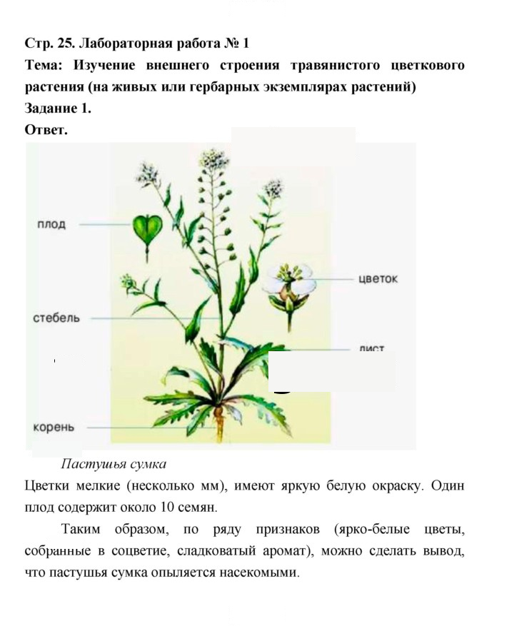 Скан решения номера 25