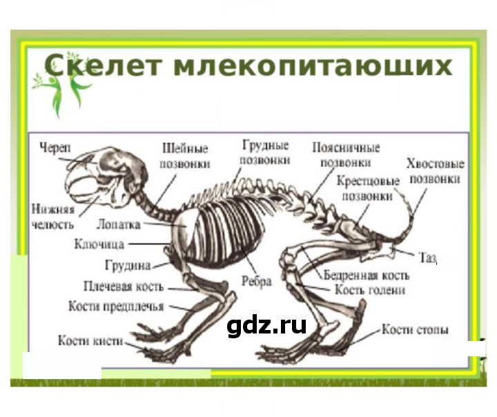 Скан решения номера 233