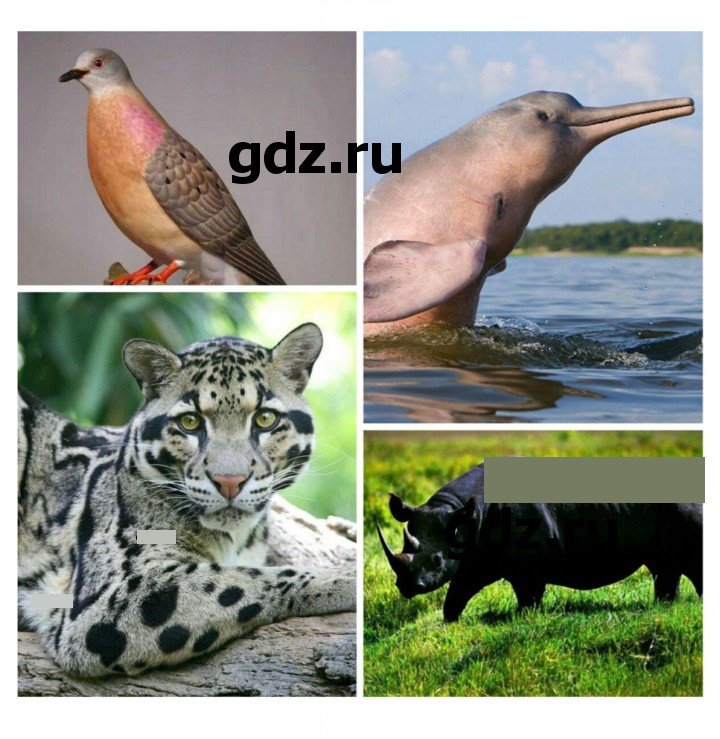 Скан решения номера 244
