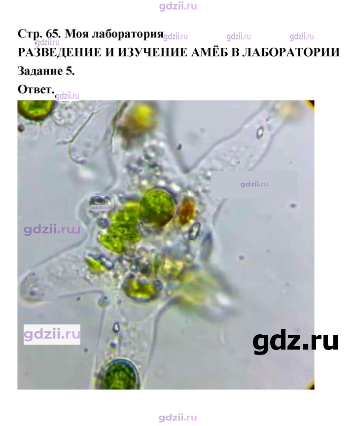 Скан решения номера 65
