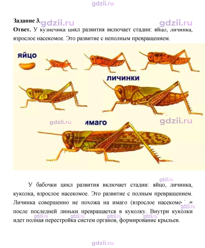 Скан решения номера 121