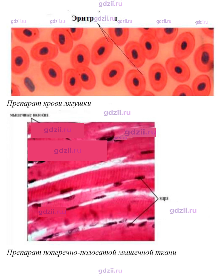 Скан решения номера 19